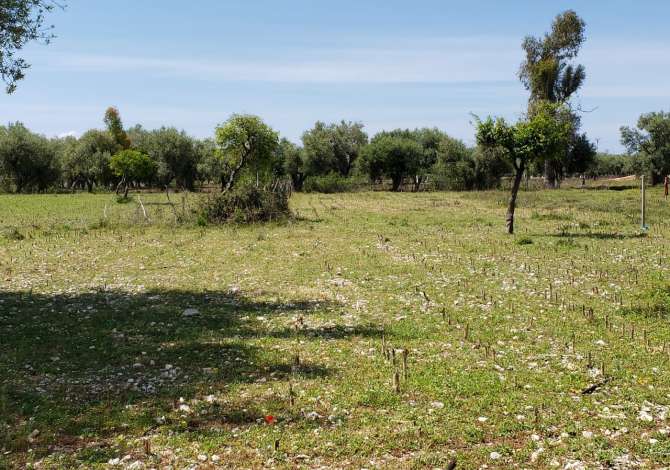 Truall ose Toke ne Himare - 115,000 Euro