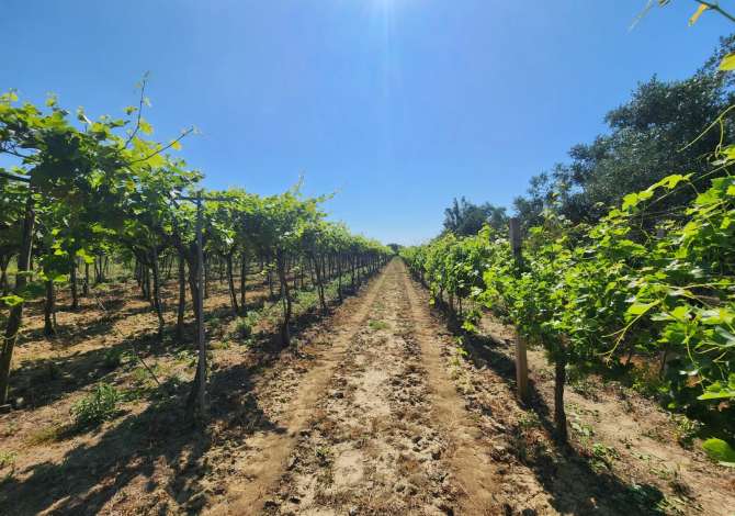 Truall ose Toke ne Tirane - 180,000 Euro
