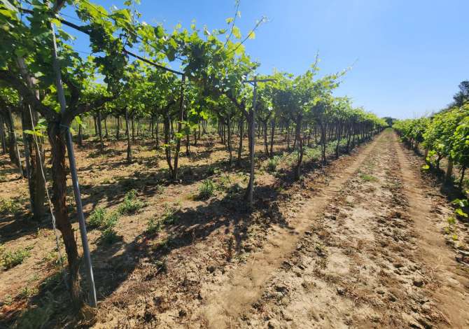 Truall ose Toke ne Tirane - 180,000 Euro