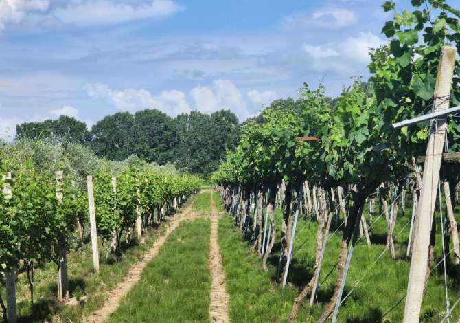 OKAZION  Toke 7,800m2 ( Maminas - prane Autos. Tirane Durres ) me Hipoteke -- Sis, Ujitje & 