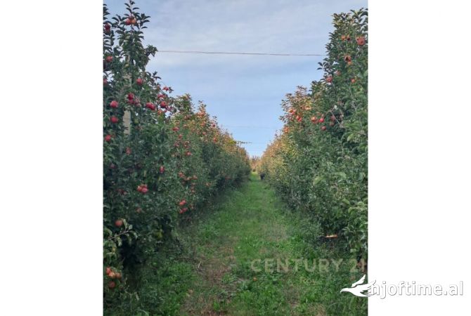 Terreno in vendita  a Kavaja - 200,000 Euro