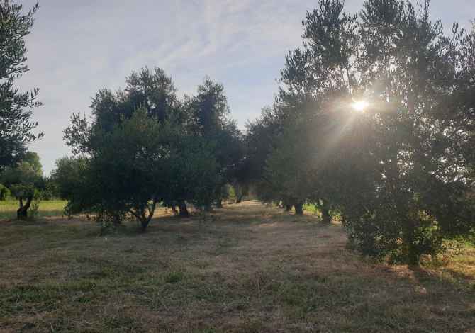 SHITET TOKE-TRUALL ( ULLISHTE )