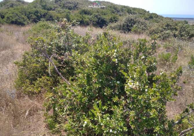 Toke Vreshte Ne Shitje Ne Spille (ID BT29 ) Durres