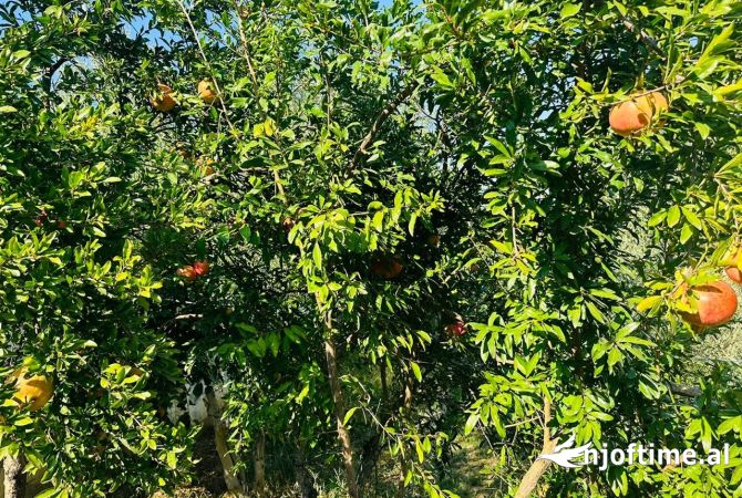 Shtepi me qera Apartament ne Tirane, 2+1, Mobilimi E mobiluar, Pagesa 550  Euro.