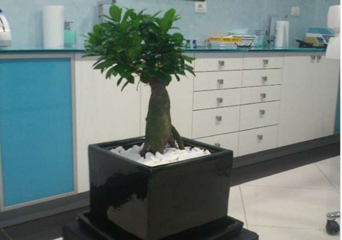Health and Beauty Services  in Tirana - 0 Euro