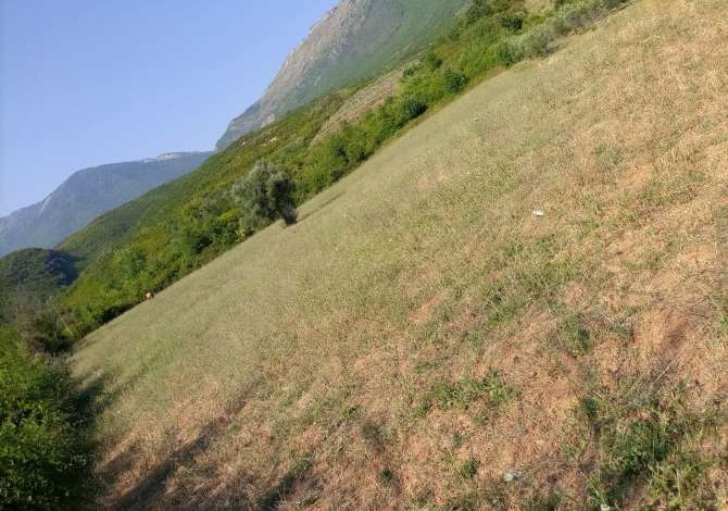 Shitet toka ne fshatin Gurre e Madhe ne Petrele 