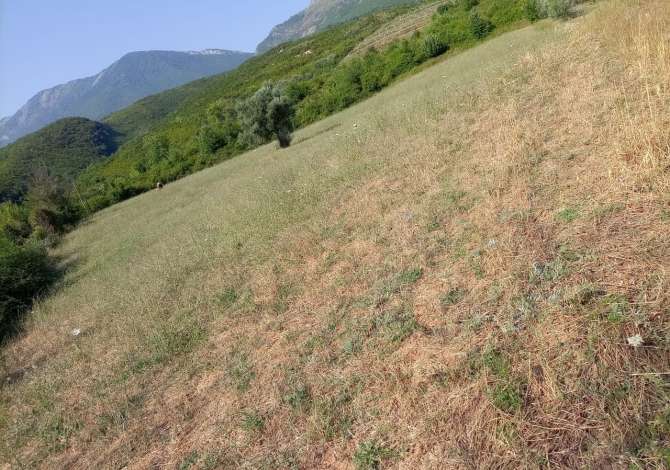 Shitet toka ne fshatin Gurre e Madhe ne Petrele 