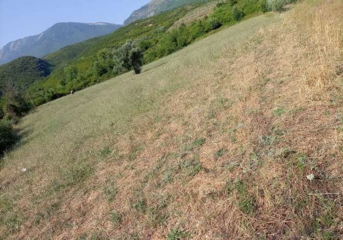 Shitet toka ne fshatin Gurre e Madhe ne Petrele 