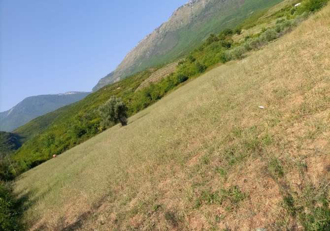 Shitet toka ne fshatin Gurre e Madhe ne Petrele 