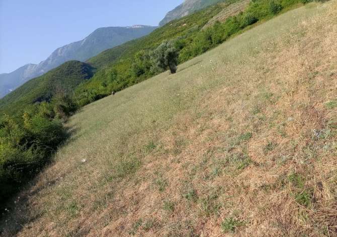 Shitet toka ne fshatin Gurre e Madhe ne Petrele 