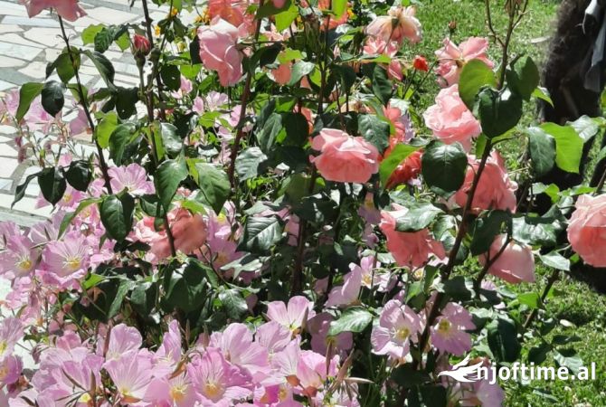 Shtepi me qera Shtepi Private ne Tirane, 4+1, Mobilimi E mobiluar, Pagesa 1,400  Euro.