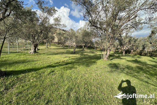 Truall ose Toke ne Tirane - 360,000 Euro
