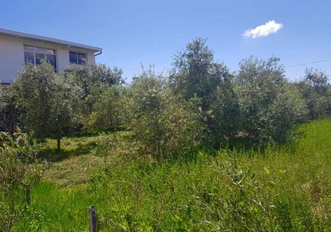 Jepet me qera kapanon /Magazine, cmimi :2500 euro . Adresa : Rreth 20 min nga rrethrrotullimi i Teg.