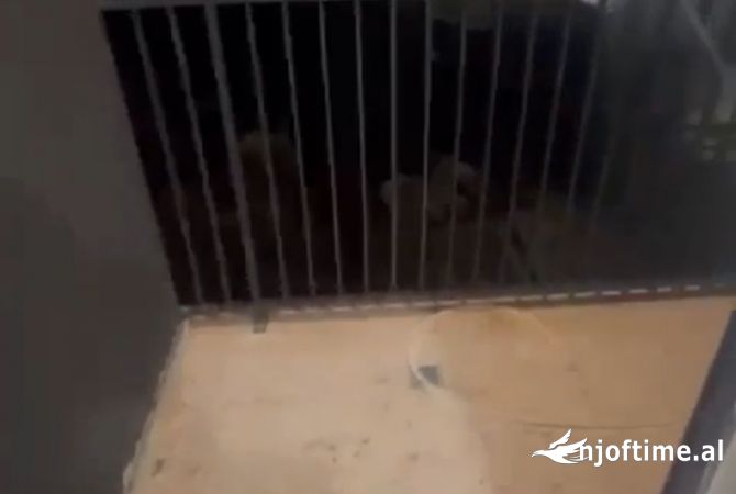 Shtepi me qera Garsoniere ne Tirane - 320 Euro