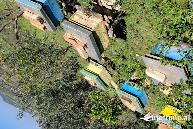 Animals and birds  in Fier - 170 Euro