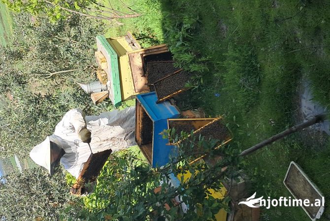 Animals and birds  in Fier - 170 Euro