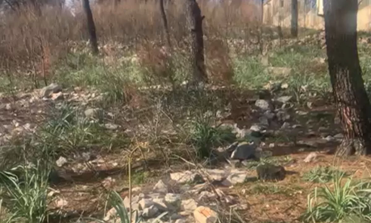 Foto 2