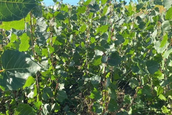 Fidanishte ne shitje 