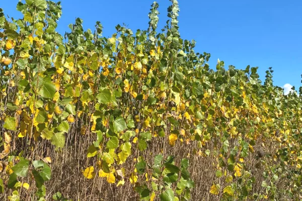 Different articles in Lushnje - 100,150 Leke