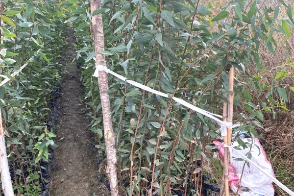 Different articles in Lushnje - 100,150 Leke