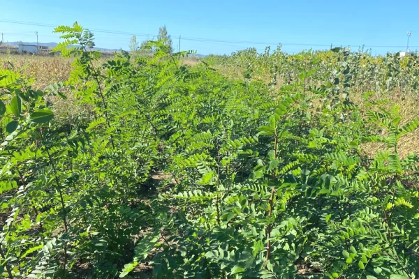 Fidanishte ne shitje 