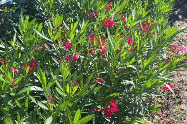 Fidanishte ne shitje 