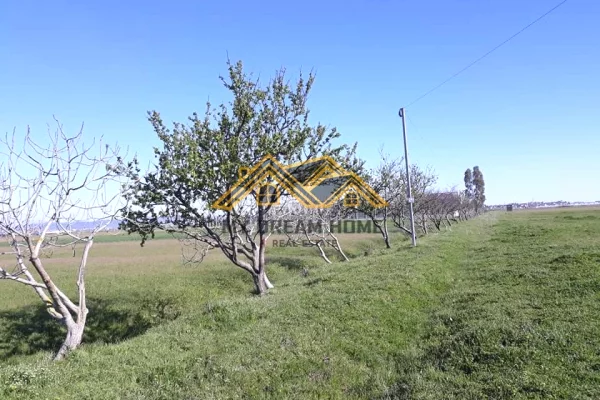 SHITET TOKE NE BISHT KAMEZ DURRES