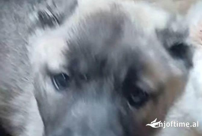 Animals and birds  in Tirana - 450 Euro