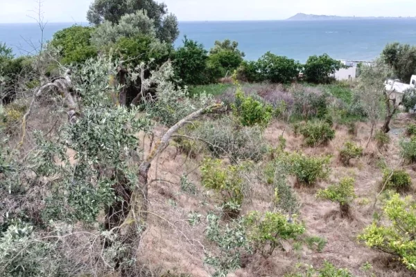 Truall ose Toke ne Kavaje - 120,000 Euro