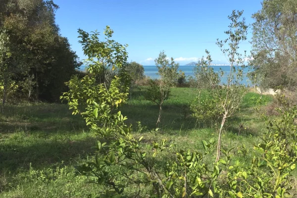 SHITET TOKE NE KARPEN – KAVAJE