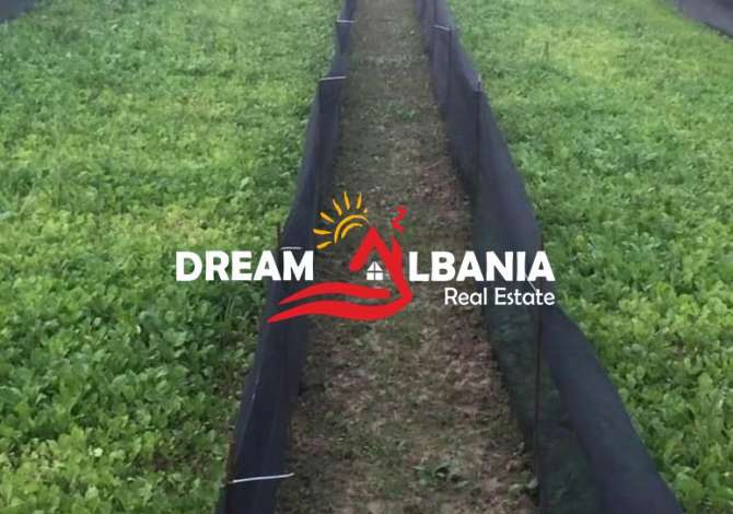 Ambient biznesi ne shitje 6+1 ne Kavaje - 28,000 Euro