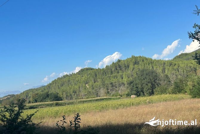 Truall ose Toke  ne Tirane - 262,000 Euro