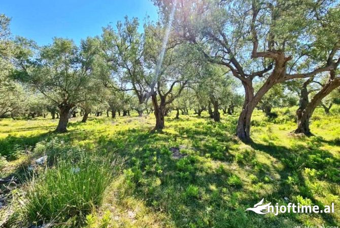 Truall ose Toke  ne Tirane - 264,000 Euro