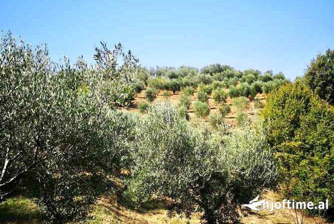 Truall ose Toke  ne Tirane - 264,000 Euro