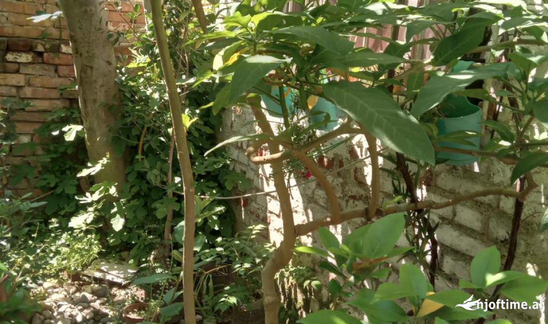 Foto 4